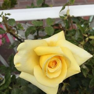 Meet your Posher, Georgina